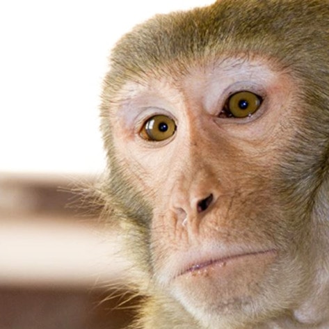 Pilot Program Circumvents China's Animal Testing Law