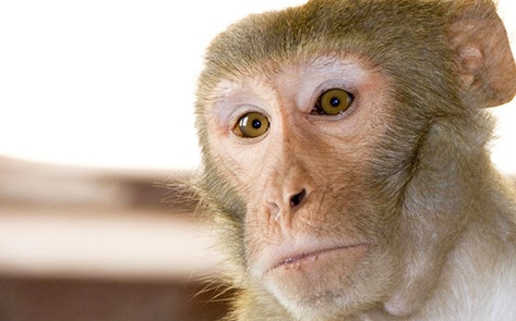 Pilot Program Circumvents China's Animal Testing Law