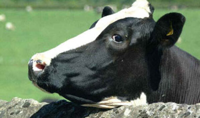 Cow