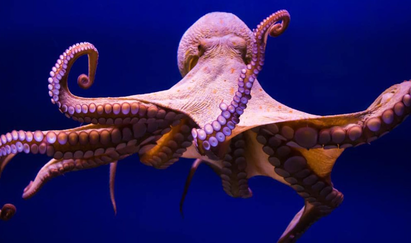 Psychic World Cup Octopus Slaughtered for Food