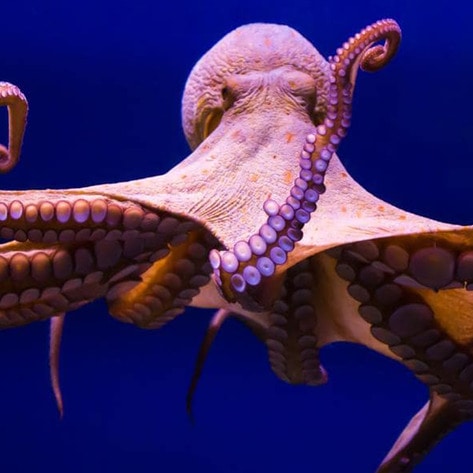 VegNewsOctopus1