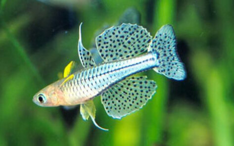 Fish Habitats Affect Violence