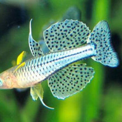 Freshwater Fish Endangered