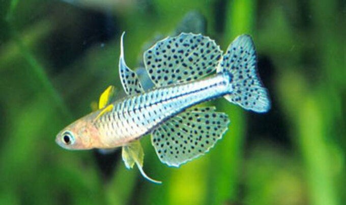 FishBlueEye