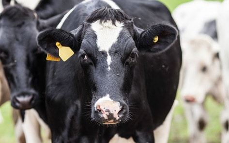 Animal Agriculture Surpasses Oil as Largest Polluter in the World