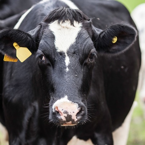 Animal Agriculture Surpasses Oil as Largest Polluter in the World