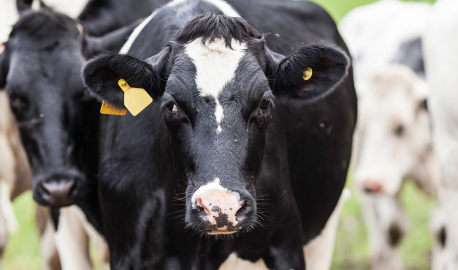 Animal Agriculture Surpasses Oil as Largest Polluter in the World