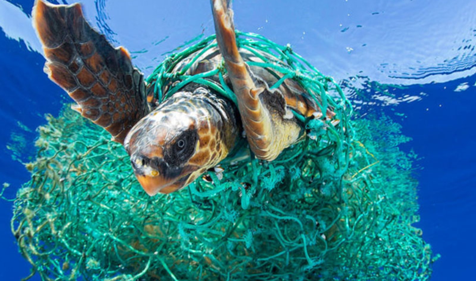 Fishing, Not Plastic Straws, is Destroying the Ocean