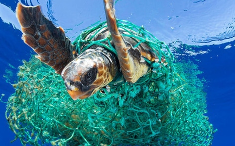 Fishing, Not Plastic Straws, is Destroying the Ocean