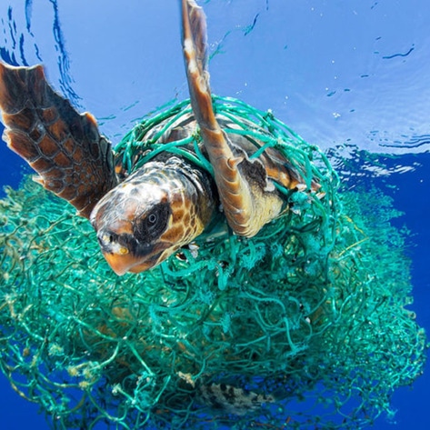 VegNews.Turtle