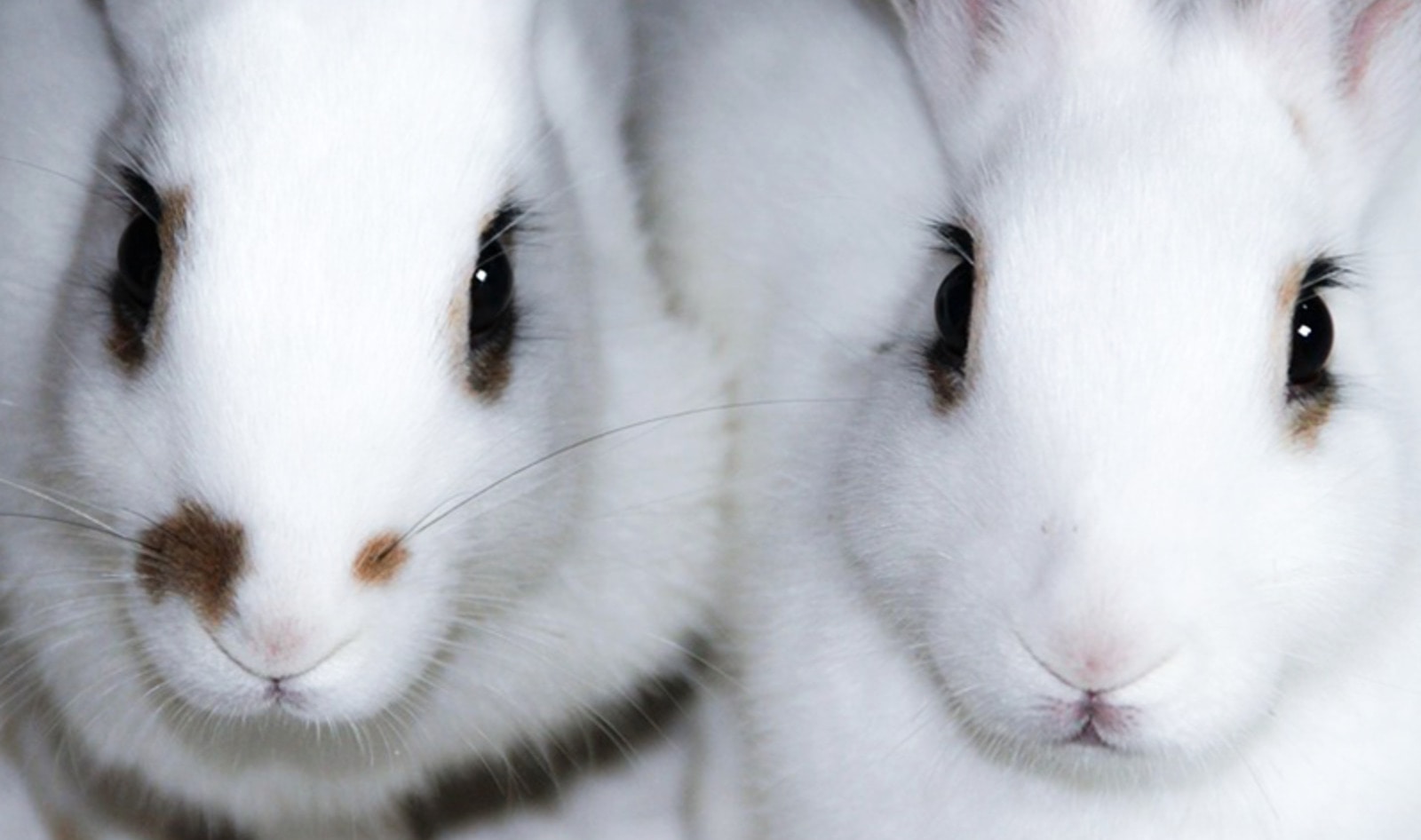 Congress Probes EPA’s Cruel Animal Testing Program