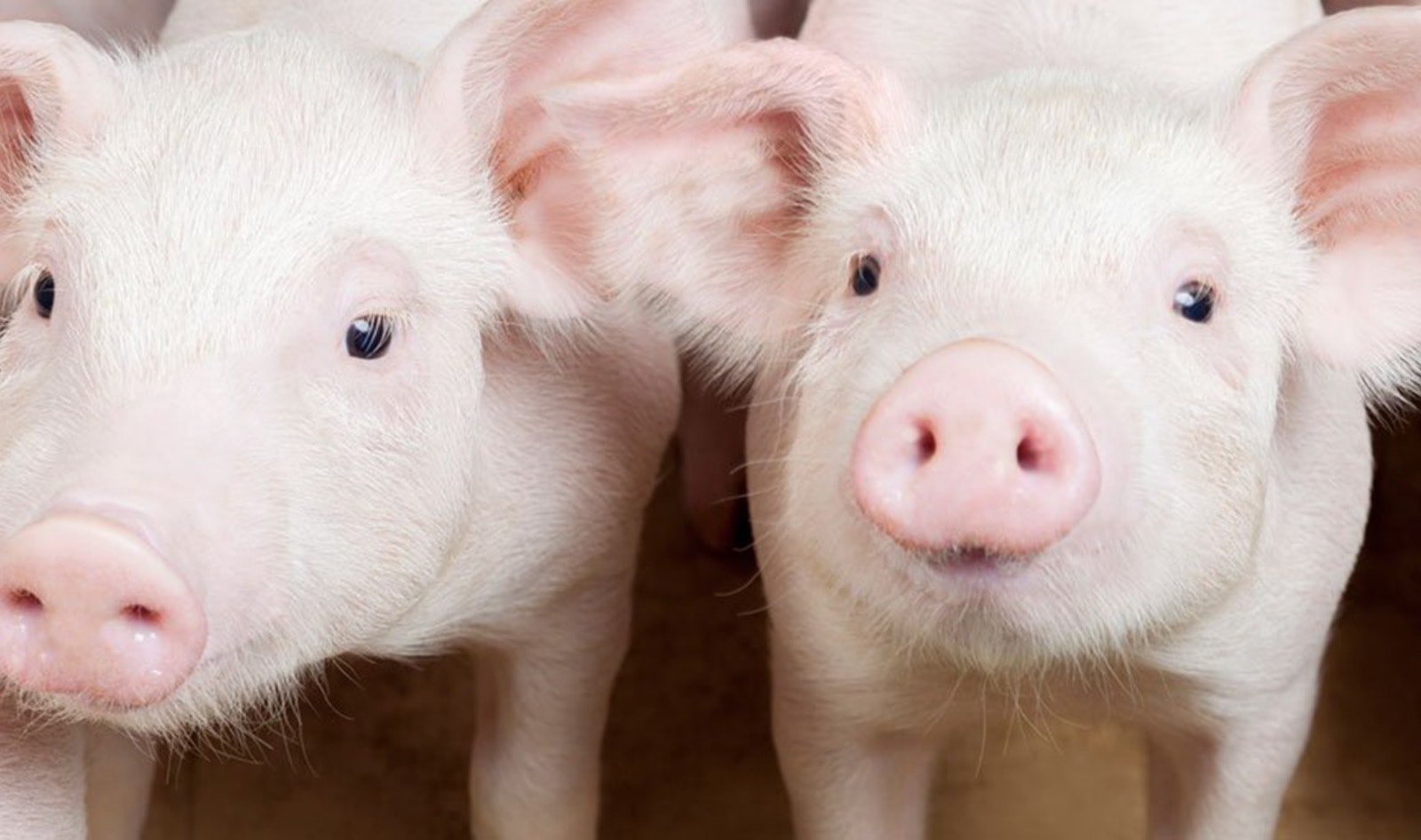 Women Don’t Find Baby Animals Appetizing