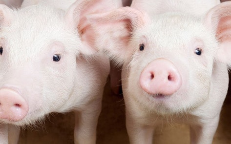 VegNewsPiglets3