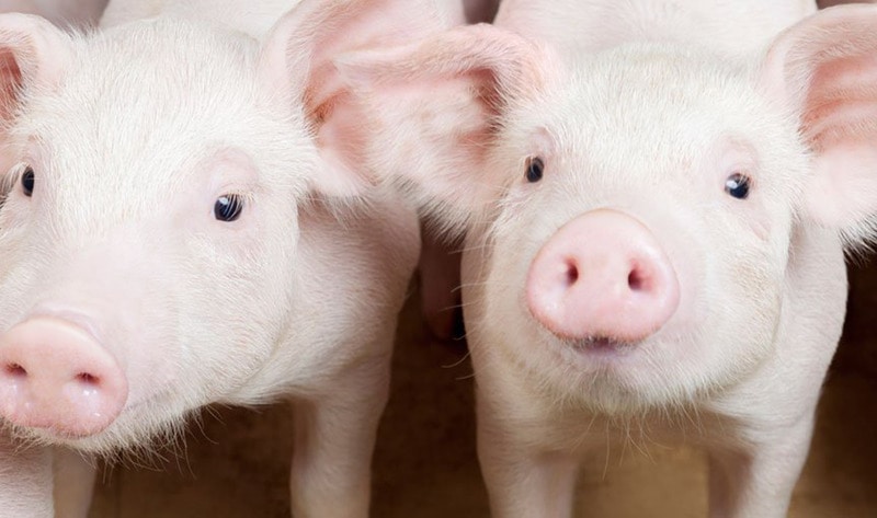 VegNewsPiglets3