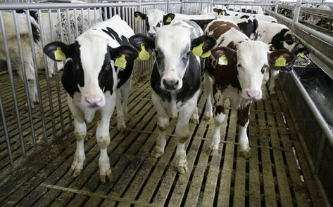 Animal Abuse Video Rocks Nation