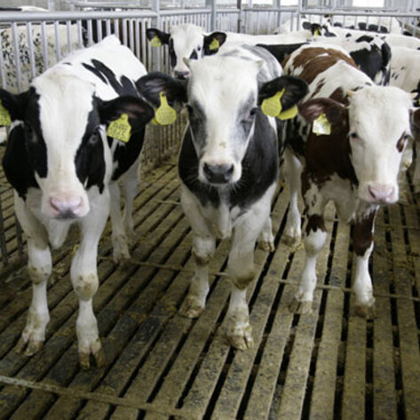 Animal Abuse Video Rocks Nation