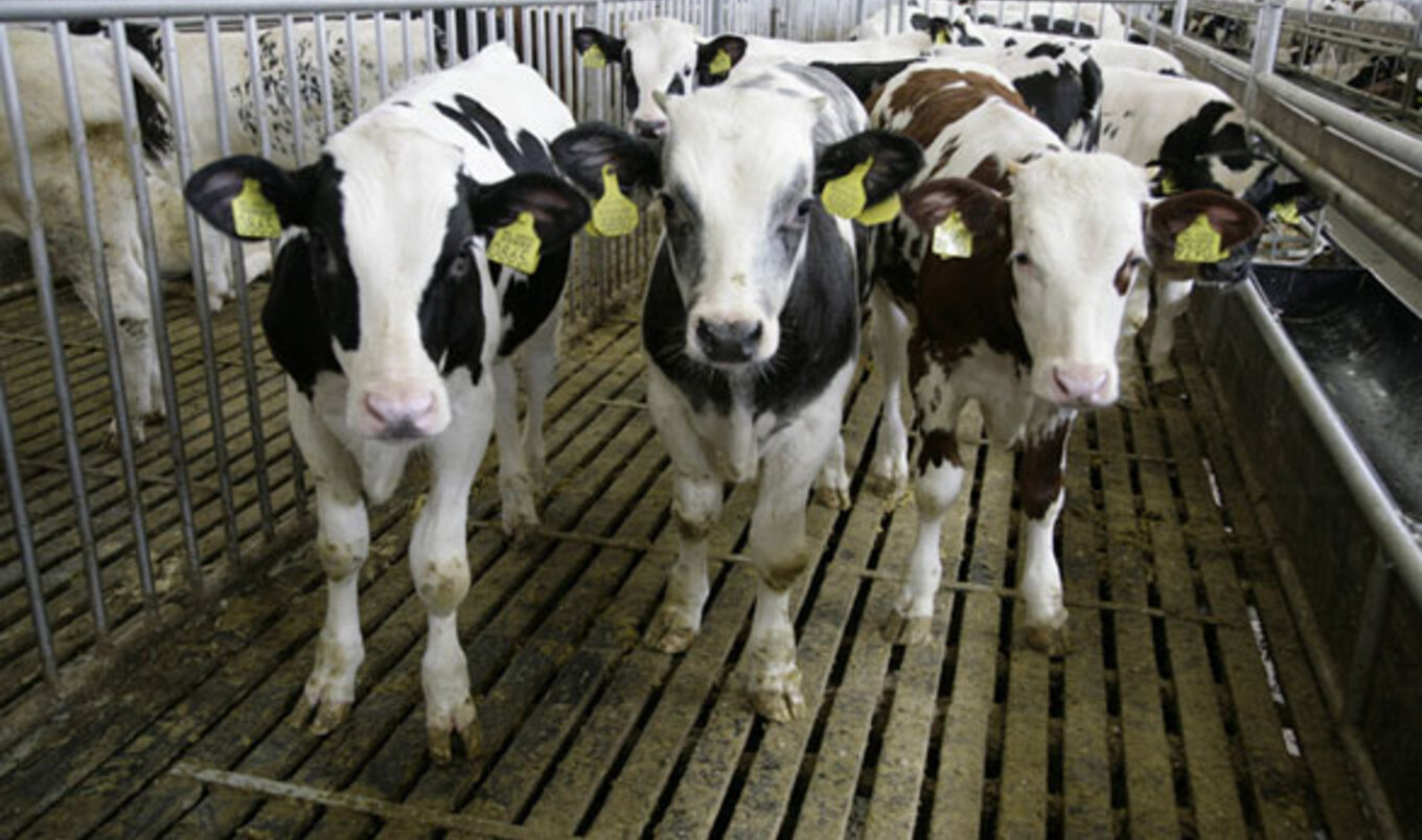 Animal Abuse Video Rocks Nation