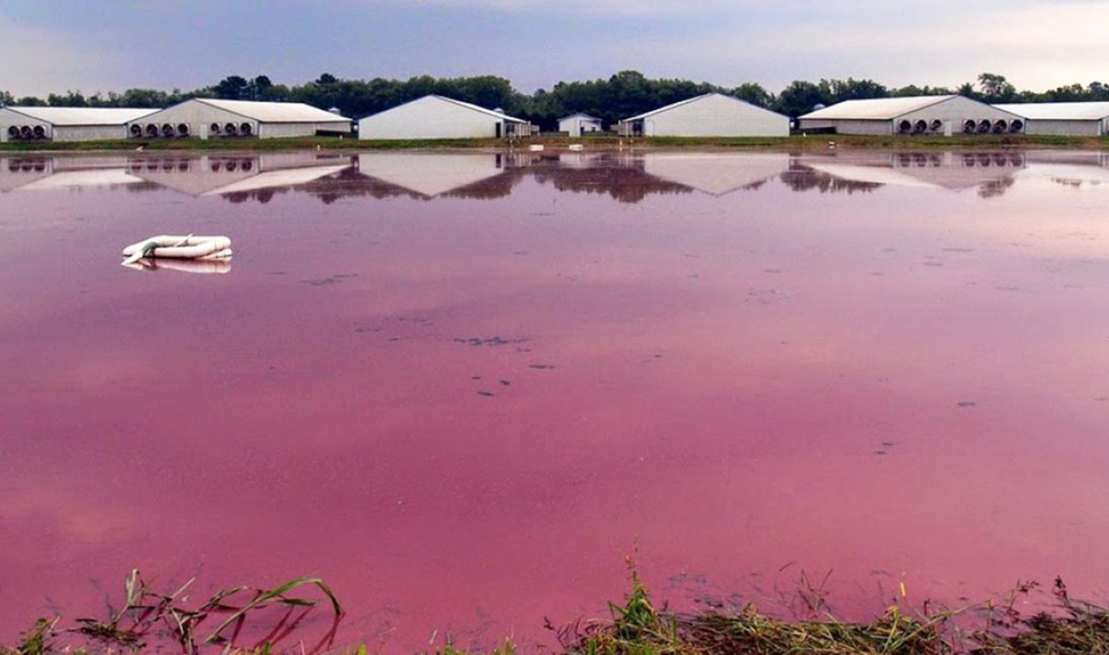 Meat Giant Smithfield Fined $473 Million for Poisoning North Carolinians