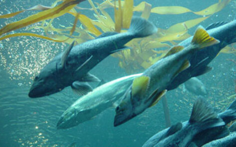 Taiwanese Government Proposes Ban on Mercy Releases