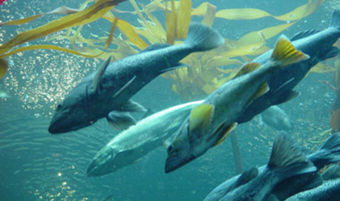 salmonunderwater