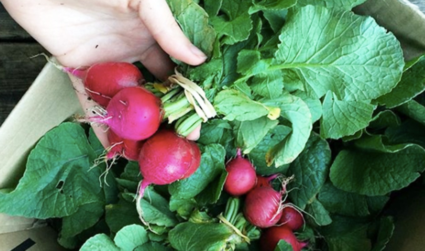 Vegan Food Bank Launches in Canada