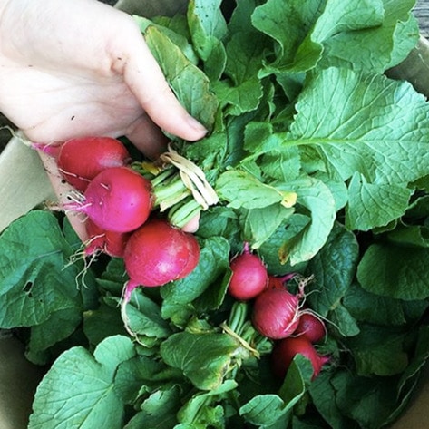 VegNewsLondonVeganFoodBank