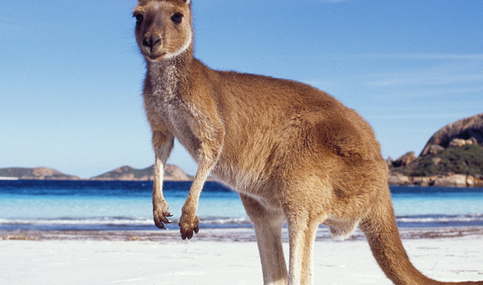 United Kingdom Pet-Food Chain Bans Kangaroo Meat