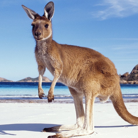 United Kingdom Pet-Food Chain Bans Kangaroo Meat