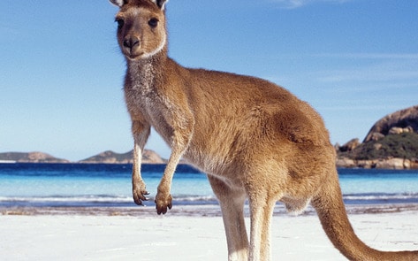 VegNewsKangaroo