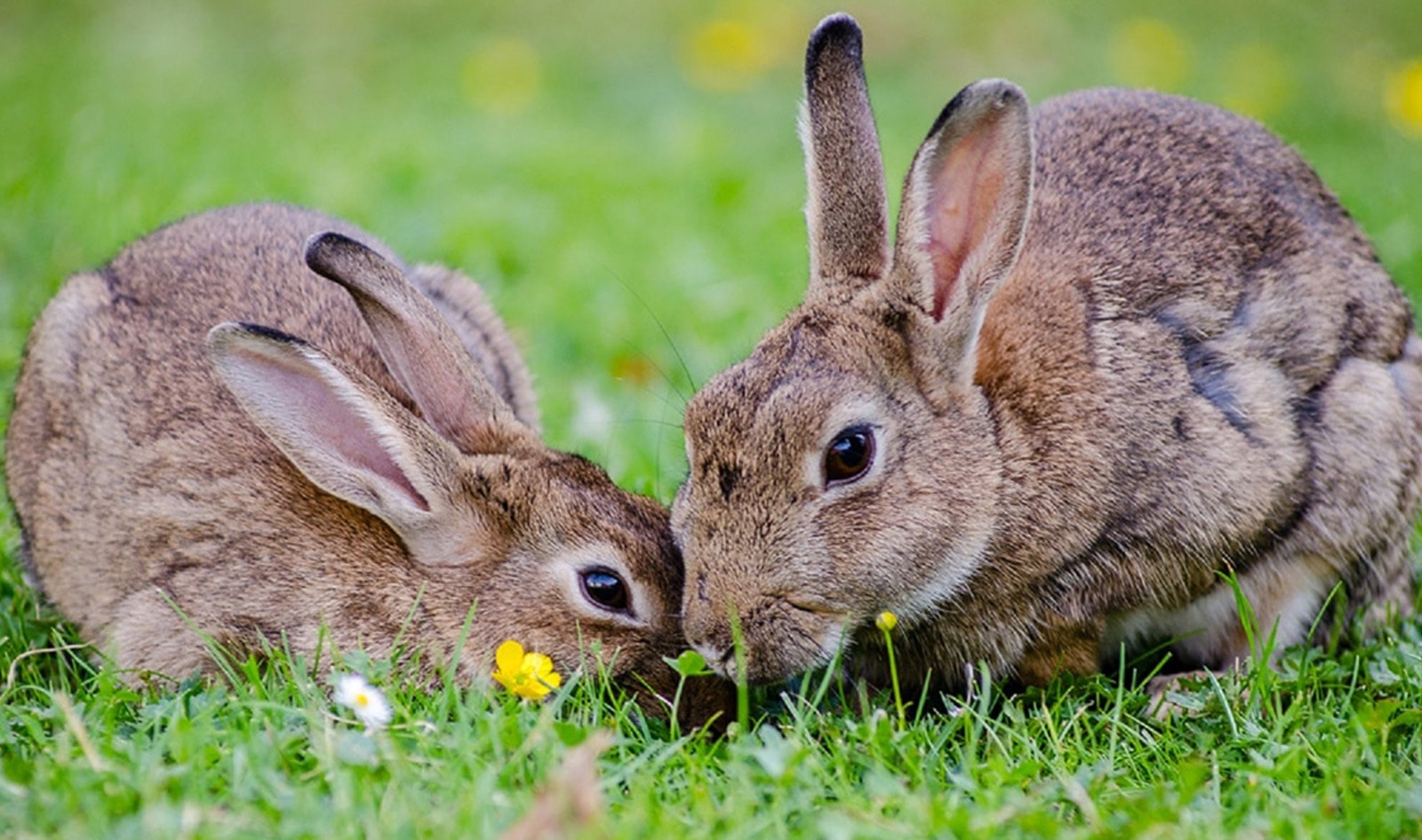 Cruelty-Free Cosmetics Act to Be Signed into Law in California