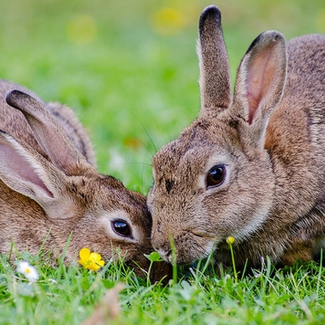 Cruelty-Free Cosmetics Act to Be Signed into Law in California