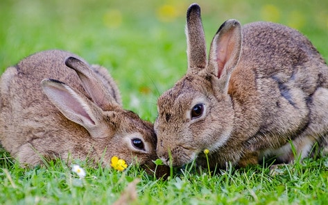 Cruelty-Free Cosmetics Act to Be Signed into Law in California
