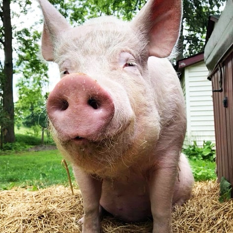 Esther The Wonder Pig Denied Chemotherapy Because She Is a “Food Animal”