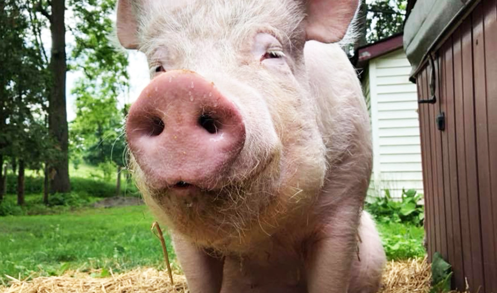 Esther The Wonder Pig Denied Chemotherapy Because She Is a “Food Animal”