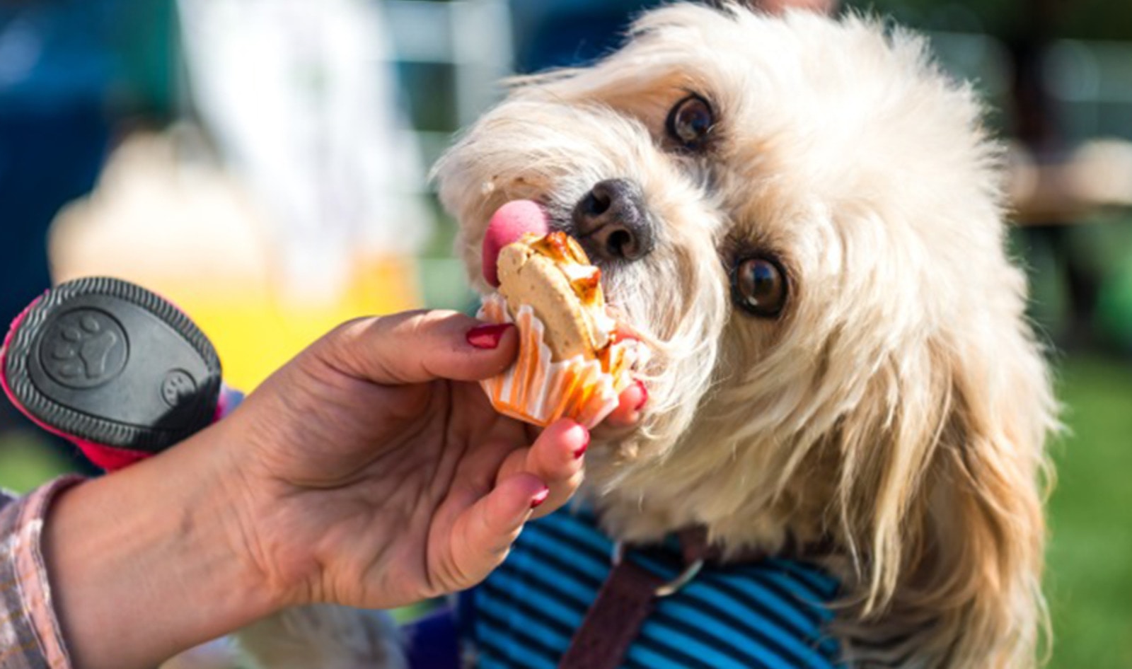 All-Vegan Neighborhood Pops Up in New York City