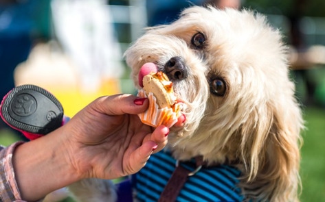 All-Vegan Neighborhood Pops Up in New York City