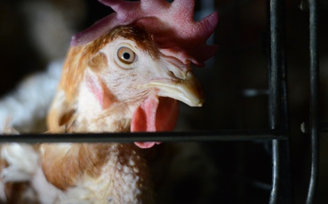 International Vegan Film Festival Debuts in Ottawa