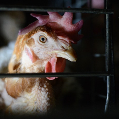 VegNews.JoAnnMcArthurChicken