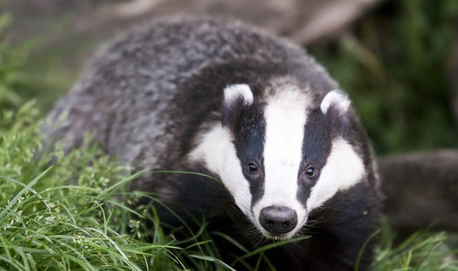 Procter & Gamble Bans Badger-Hair Shaving Brushes