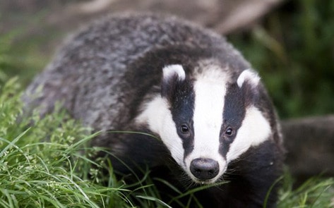 VegNews.Badger