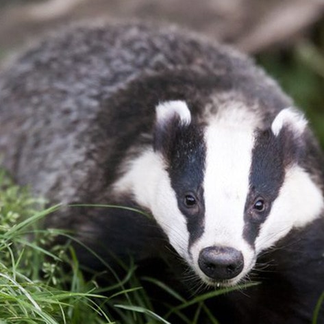 VegNews.Badger