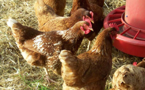 Meds and Banned Antibiotics Routinely Fed to Chickens