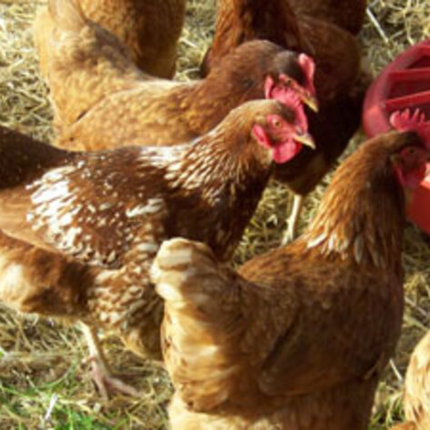 Raising Factory-Farm Awareness