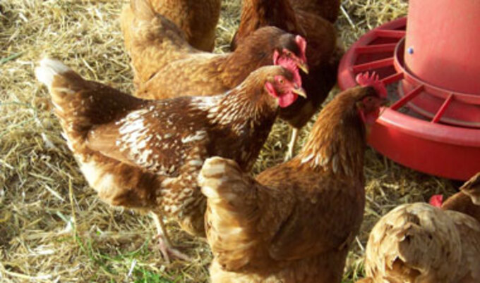 chickenseating