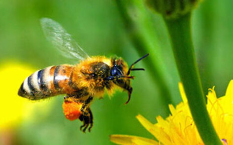 Insect Intelligence Study