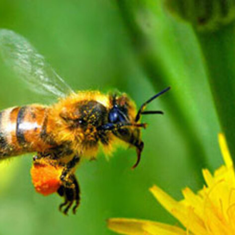 Insect Intelligence Study