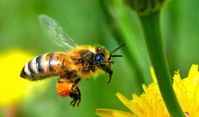 honeybee