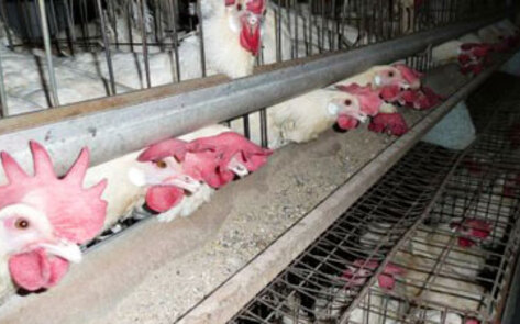 Egg Supplier Will Pay $28M in Antitrust Violation