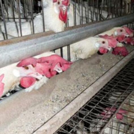 British Demand CCTVs Inside Slaughterhouses