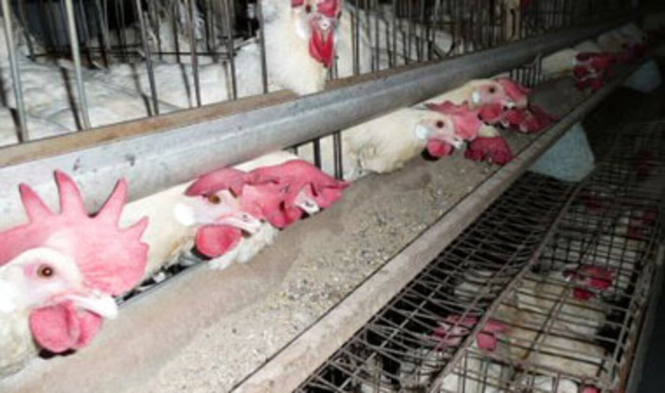 Raw Chicken Salmonella Outbreak Sickens 320 People